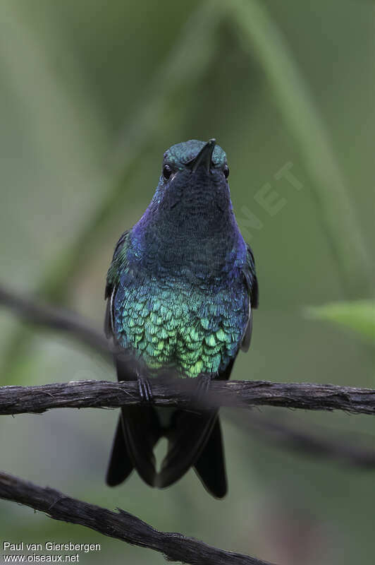 Colibri de Goudot mâle adulte, portrait