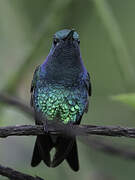 Shining-green Hummingbird