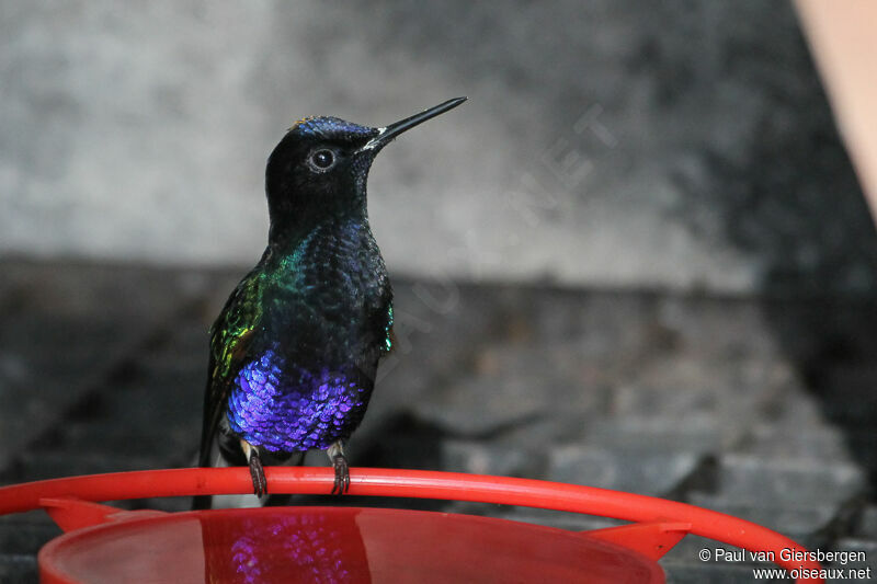 Velvet-purple Coronet male adult