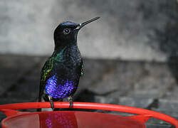 Velvet-purple Coronet