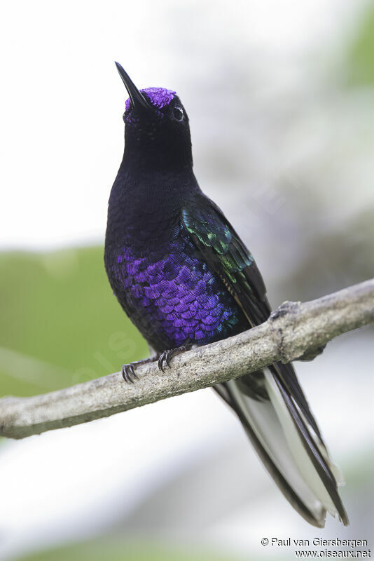 Velvet-purple Coronet male adult