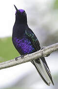 Velvet-purple Coronet