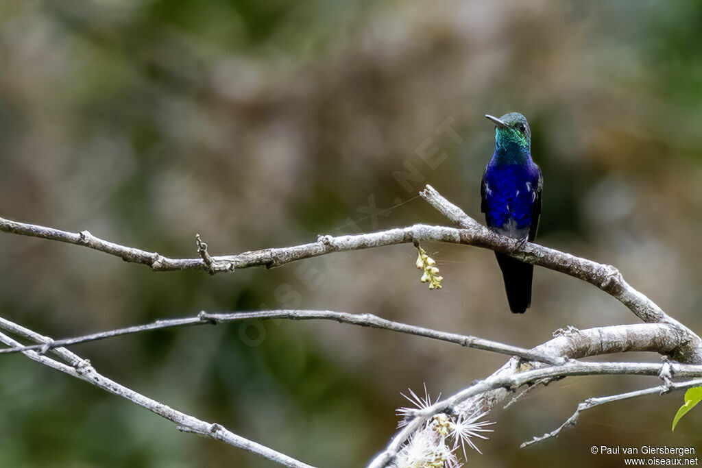 Colibri de Julieadulte