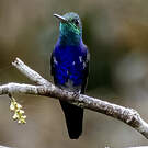 Colibri de Julie