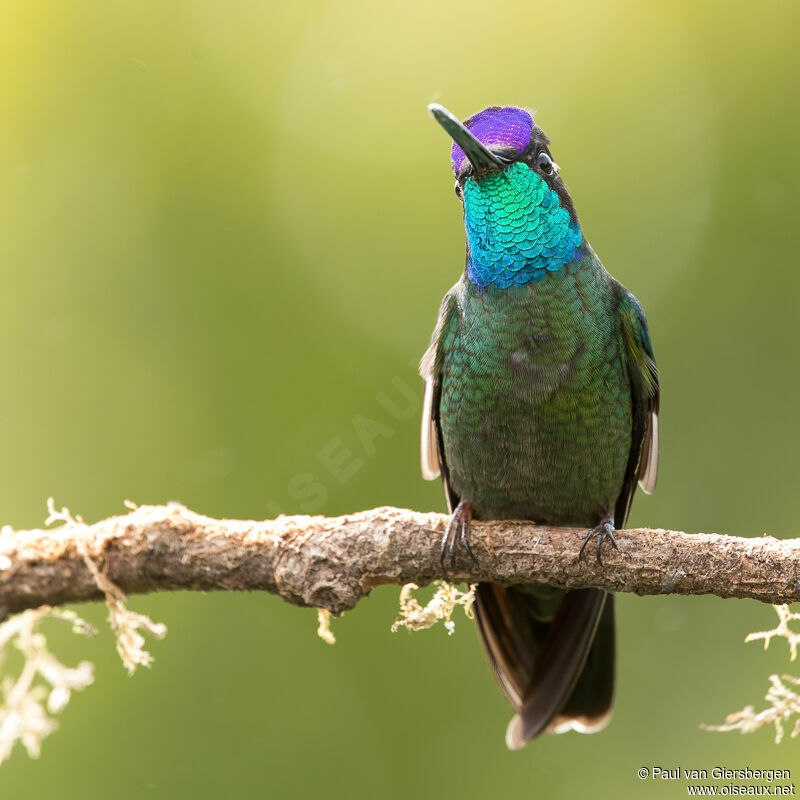 Colibri de la Talamanca mâle, adulte