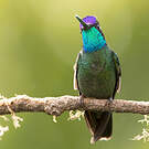 Colibri de la Talamanca