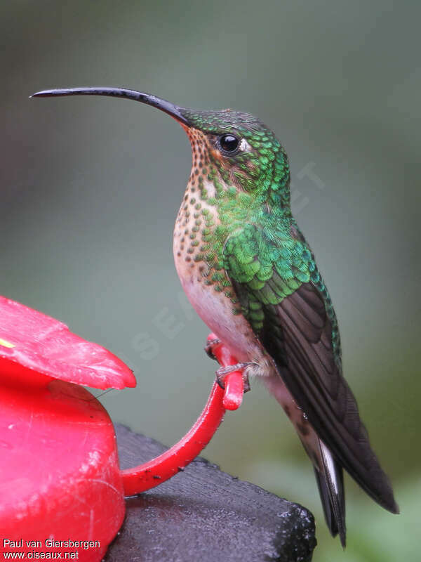 Mountain Velvetbreast female adult, identification