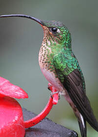 Colibri de Lafresnaye