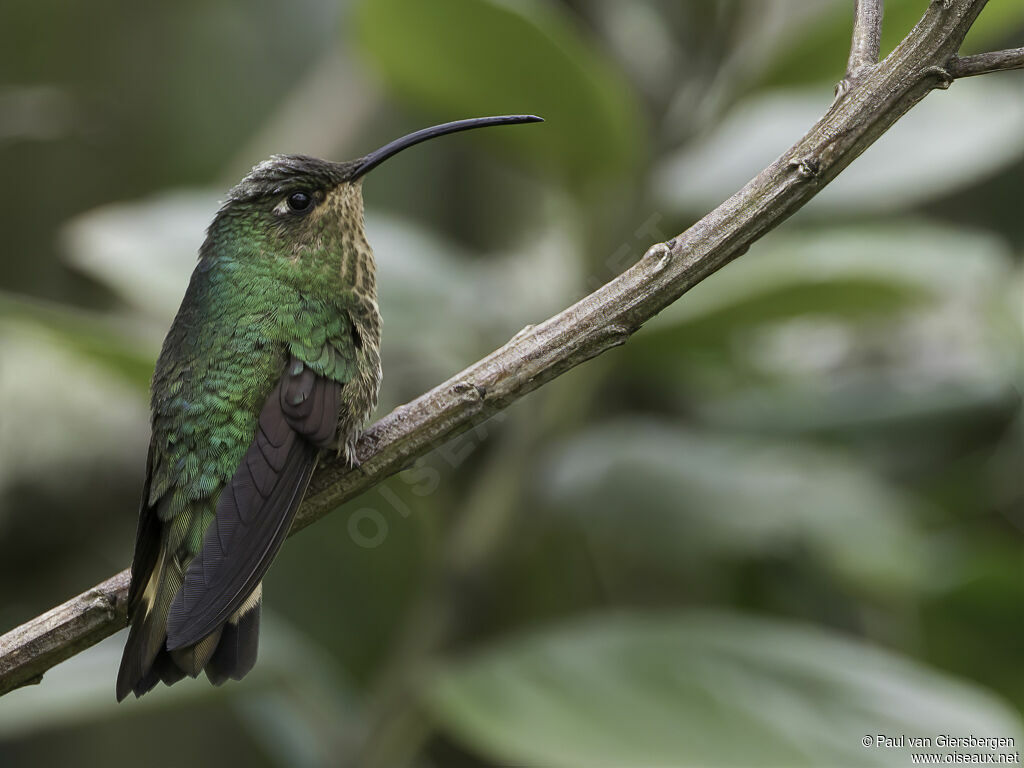 Colibri de Lafresnaye femelle adulte