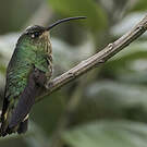 Colibri de Lafresnaye