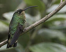 Colibri de Lafresnaye