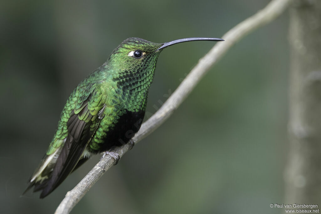 Colibri de Lafresnaye mâle adulte