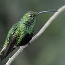 Colibri de Lafresnaye
