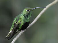 Colibri de Lafresnaye