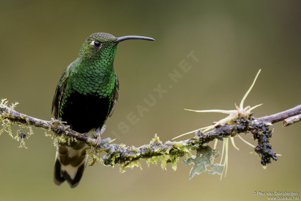 Colibri de Lafresnaye mâle adulte