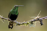 Colibri de Lafresnaye