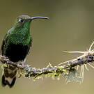 Colibri de Lafresnaye