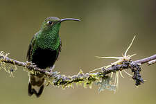 Colibri de Lafresnaye