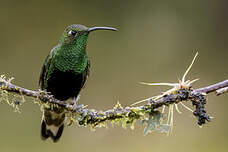Colibri de Lafresnaye