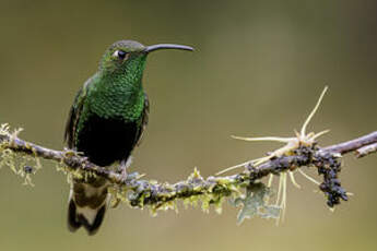 Colibri de Lafresnaye