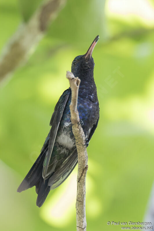 Colibri de Lillianadulte