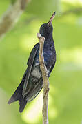 Sapphire-bellied Hummingbird