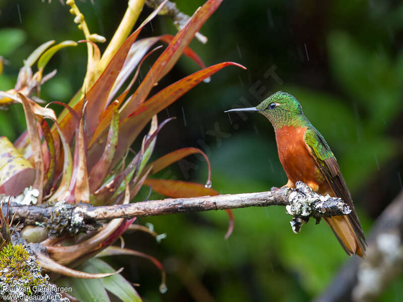 Chestnut-breasted Coronetadult, habitat, feeding habits