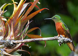 Chestnut-breasted Coronet