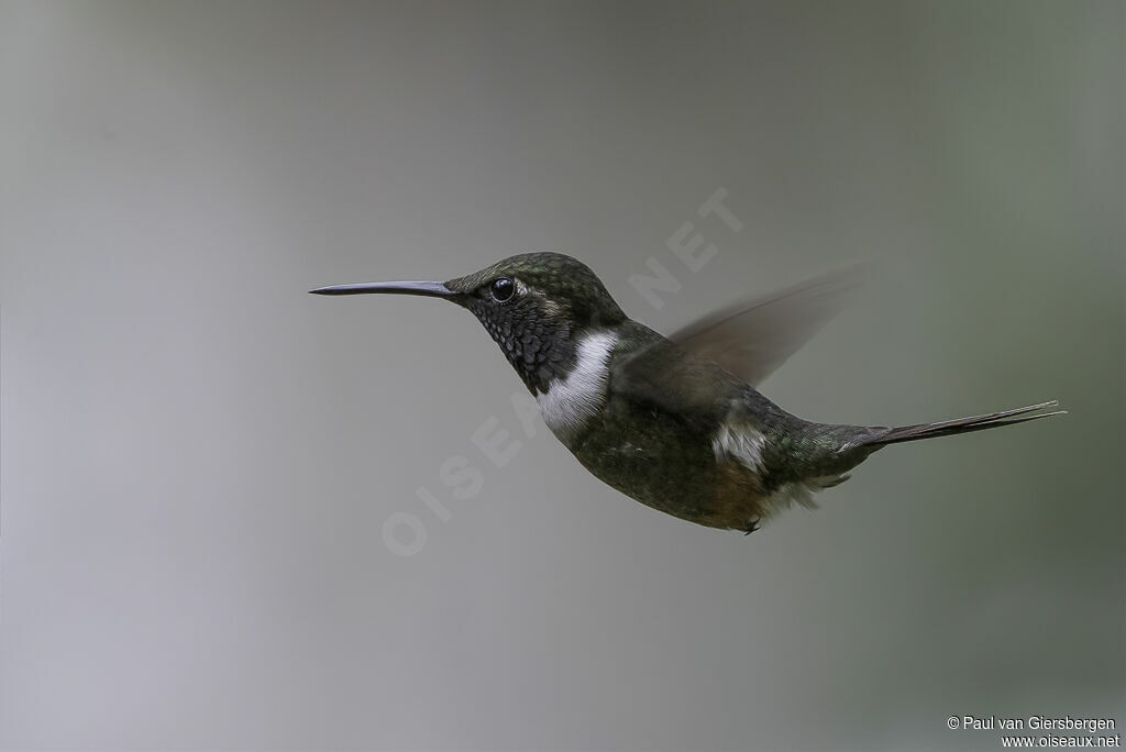 Purple-throated Woodstar male adult