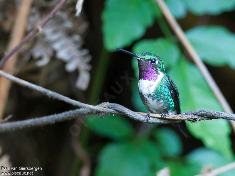 Colibri de Mulsant mâle adulte, pigmentation