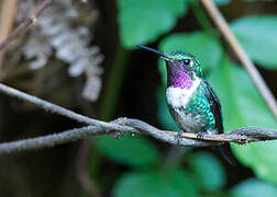 White-bellied Woodstar