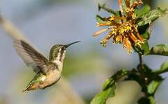 Colibri de Mulsant