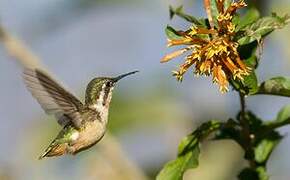 White-bellied Woodstar