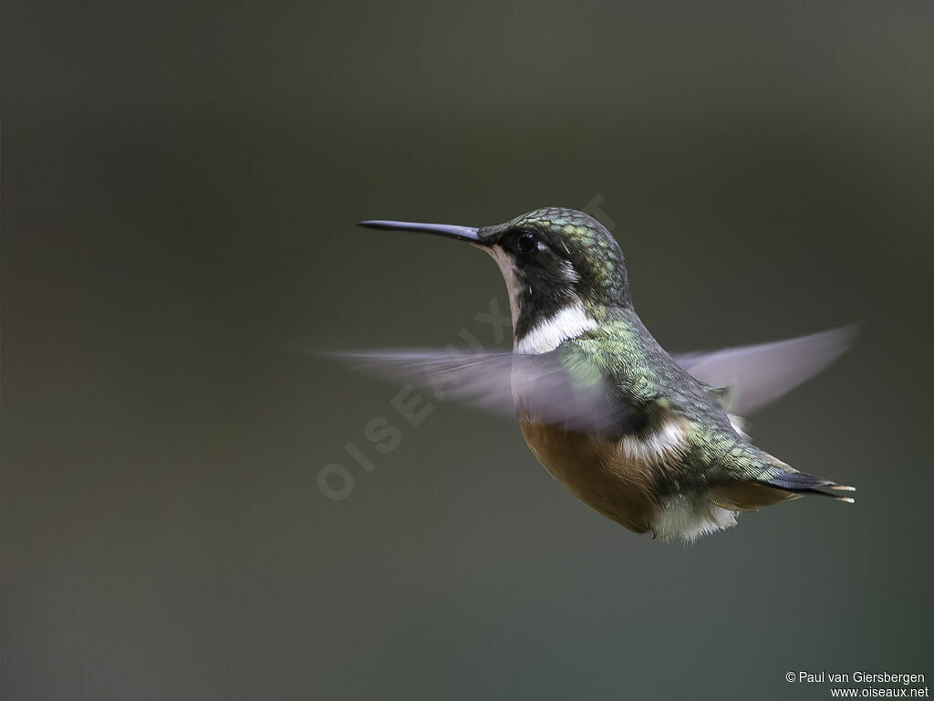 Colibri de Mulsant femelle adulte