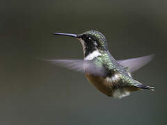 Colibri de Mulsant