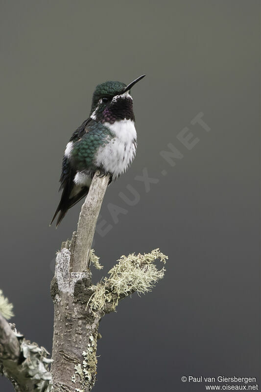 Colibri de Mulsant mâle adulte