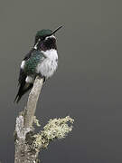 White-bellied Woodstar