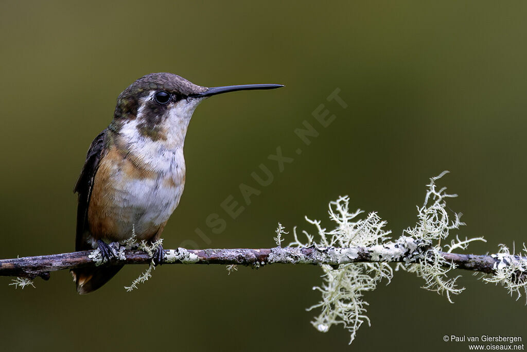 Colibri de Mulsant femelle adulte