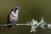Colibri de Mulsant