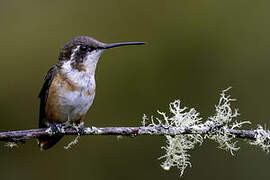 Colibri de Mulsant