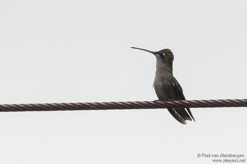 Colibri de Rivoli