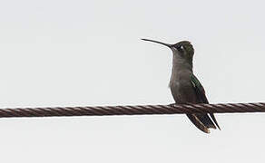 Rivoli's Hummingbird