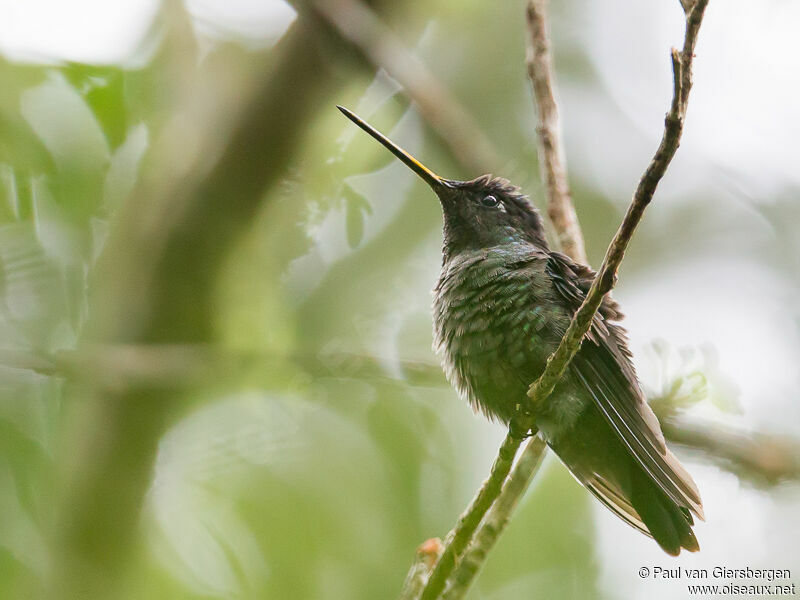 Rivoli's Hummingbird