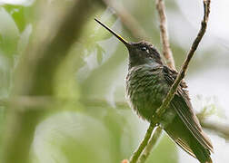 Colibri de Rivoli