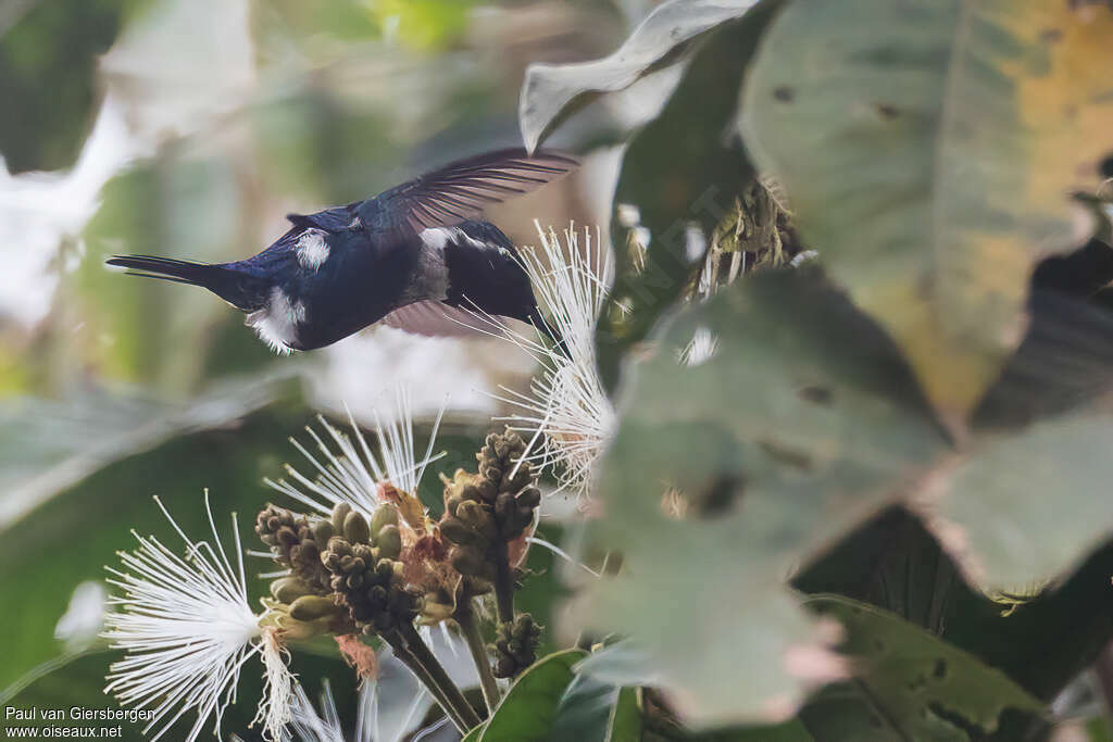 Colibri de Santa Marta mâle, adulte, identification