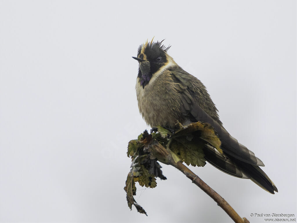 Colibri de Stübel