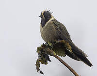 Colibri de Stübel