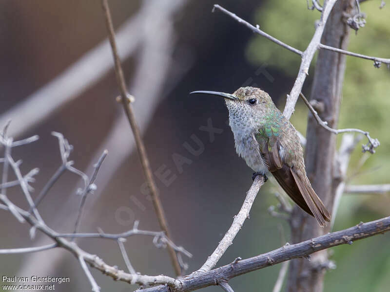 Colibri de Taczanowskiadulte, identification