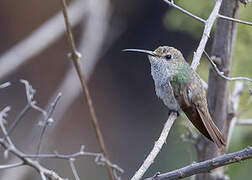 Spot-throated Hummingbird