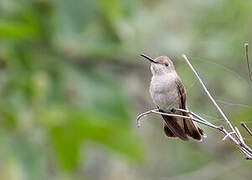 Colibri de Tumbes